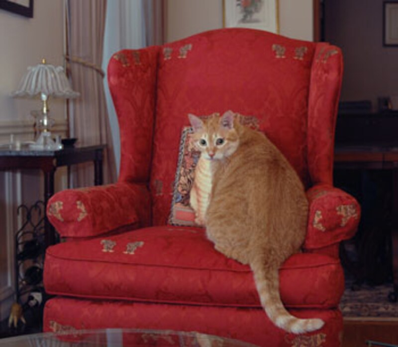 タルガくんの椅子