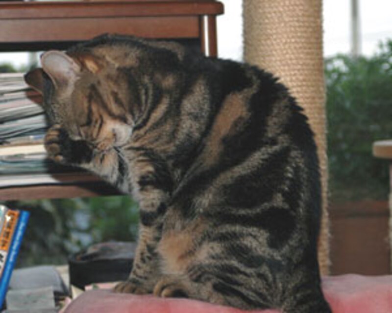 ワカバちゃんはキレイ好き♪