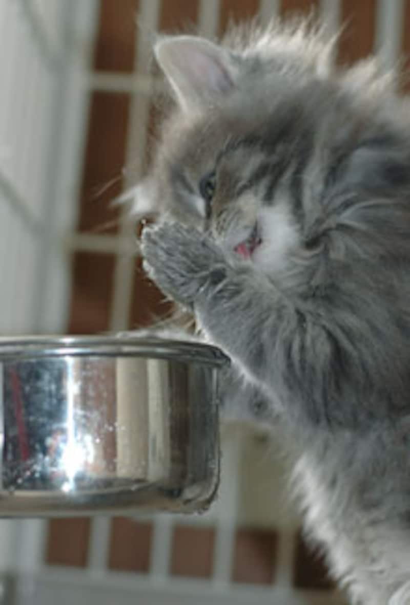 メインクーンの子猫