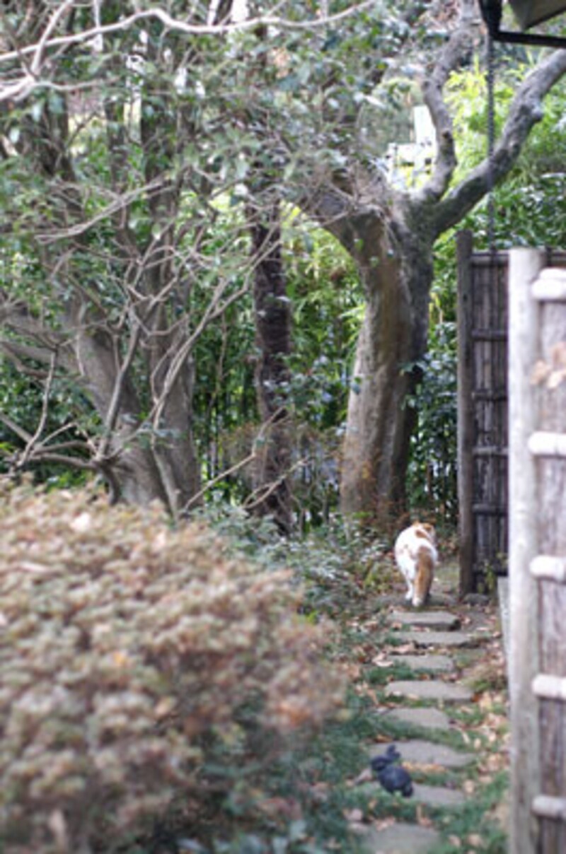 マルくん、お庭を散策中