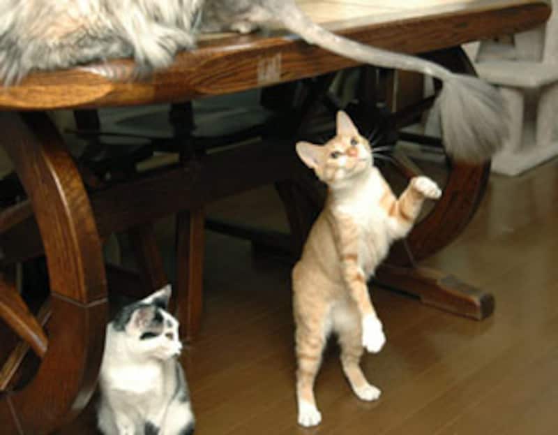 でっかい猫じゃらし!