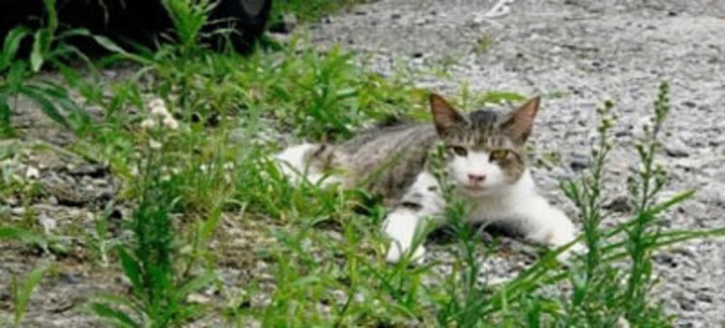 ちゃんと座ることもできない状態だったジュルちゃん