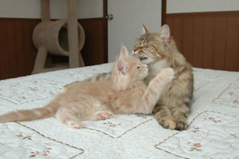 おかあさんと子猫