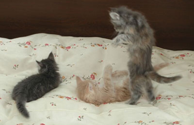 遊ぶのは子猫のお仕事ですもの♪