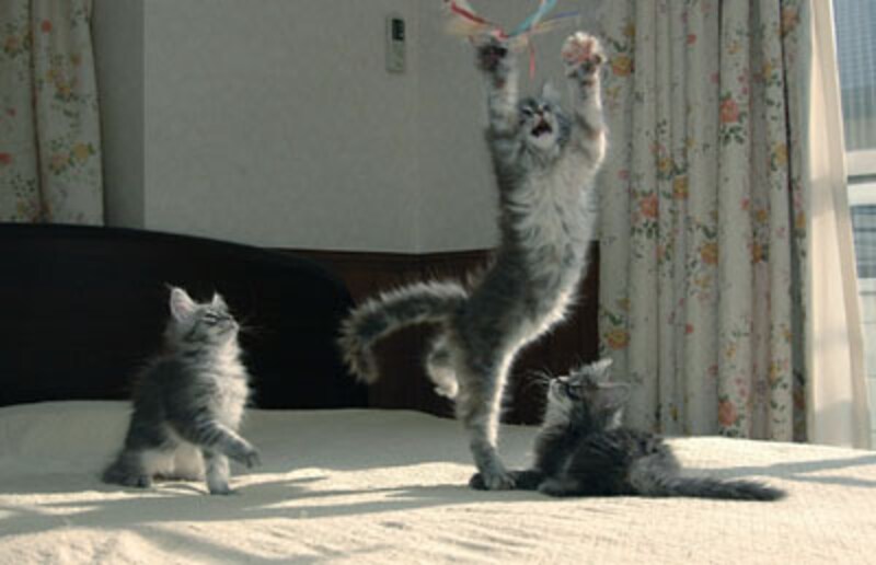 元気よく遊んでいるときも体温が上がっています