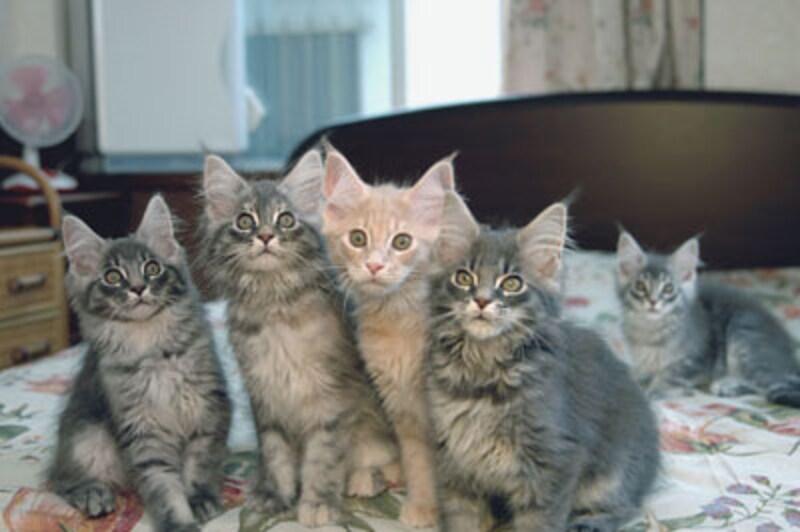 遊ぶのは子猫のお仕事ですもの♪