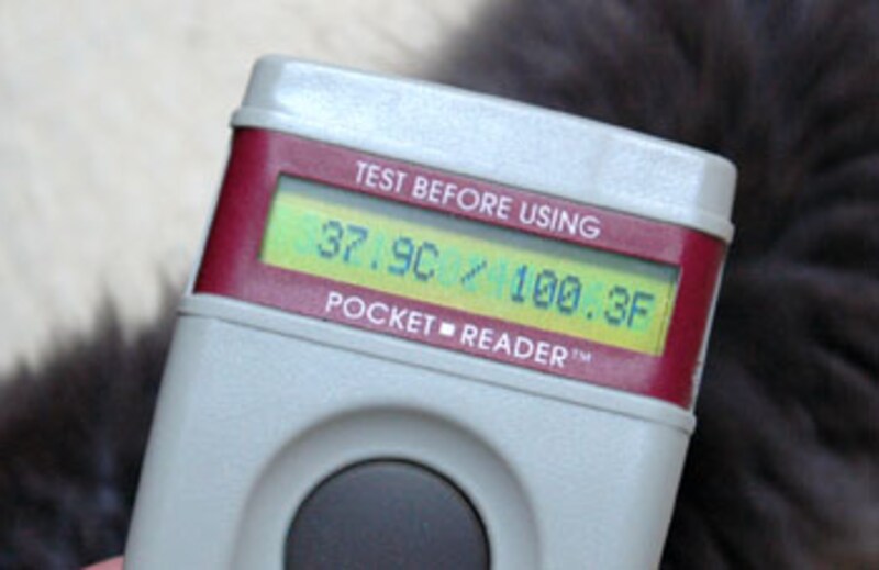 リーダーで読み取った子猫の体温