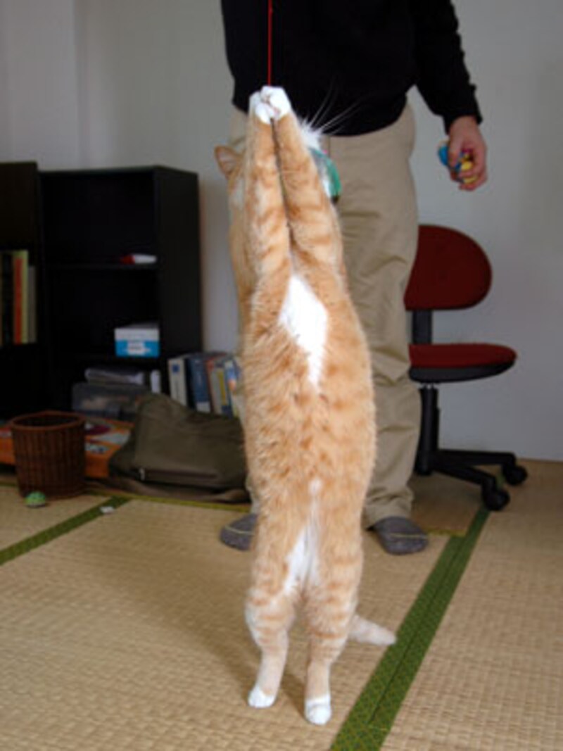 ピイタンちゃん、良く動いて遊びます!