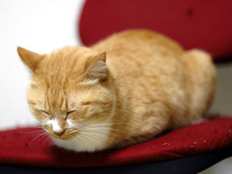 ピイタンちゃん