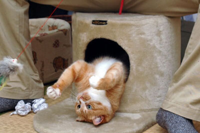 ピイタンちゃん