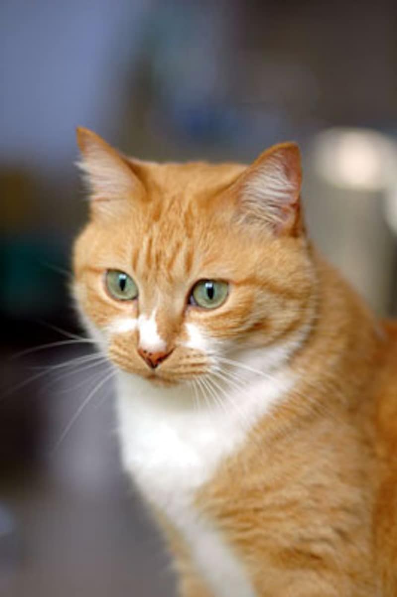 ピイタンちゃん