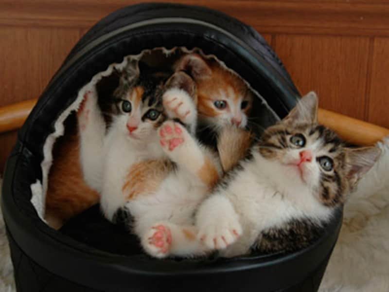 子猫が可愛いのは当たり前…