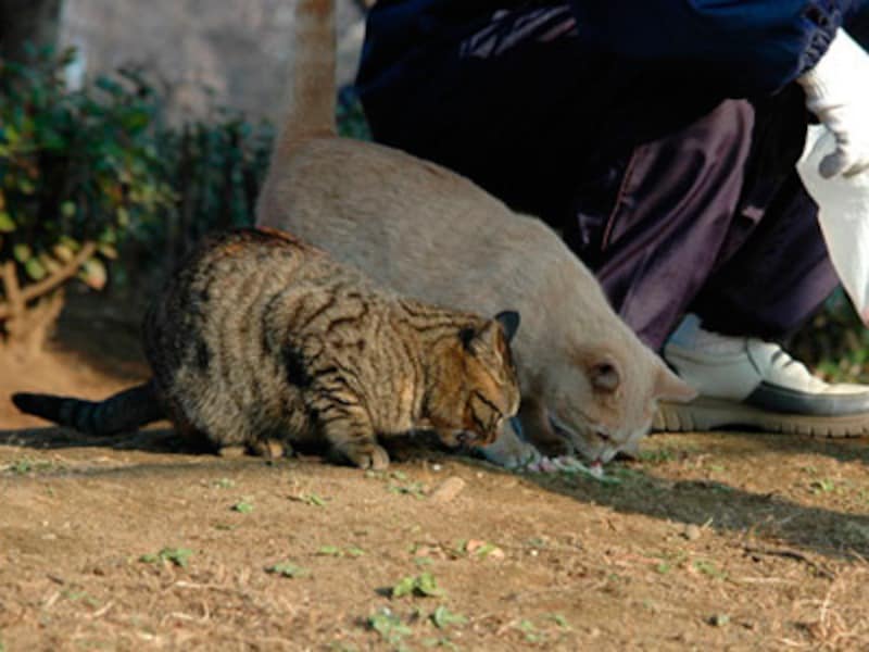 餌やりにルールとマナーを守って！