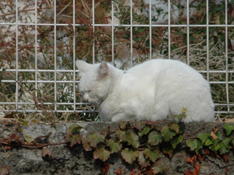 人と猫との共存を理想として…