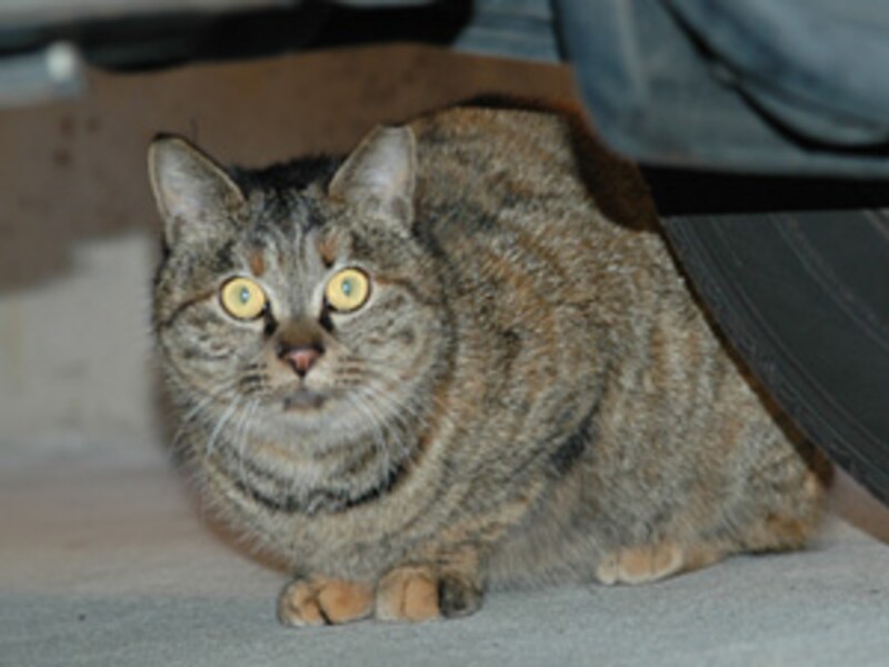 半年後…丸々として健康そうです