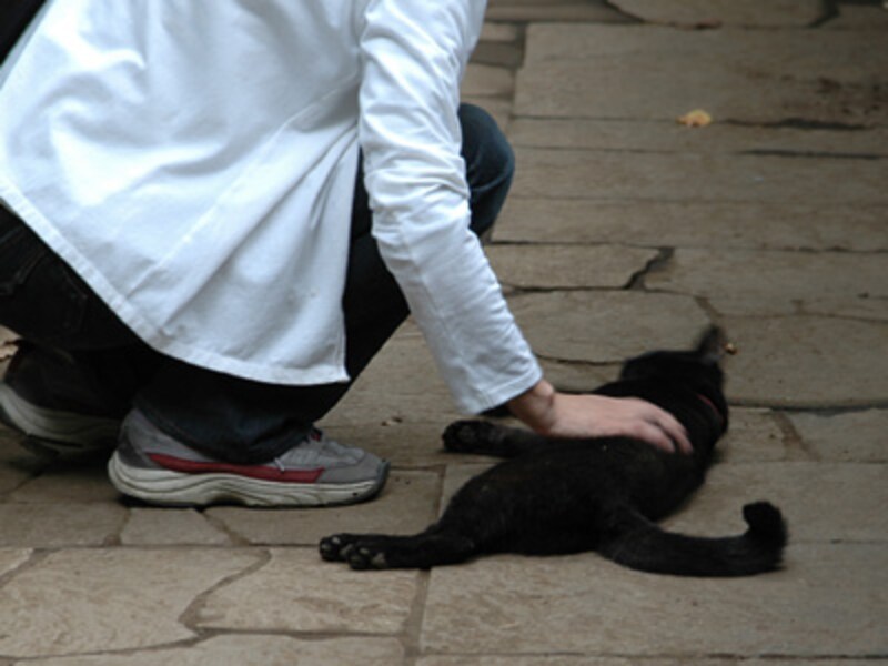 人も猫に救われる瞬間があるのです