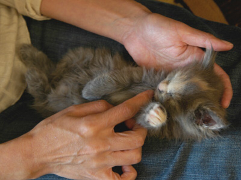 新美さんの指先で、こにゃん…夢の中です