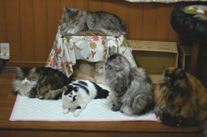 我が家の猫の総数はこの倍以上(!)