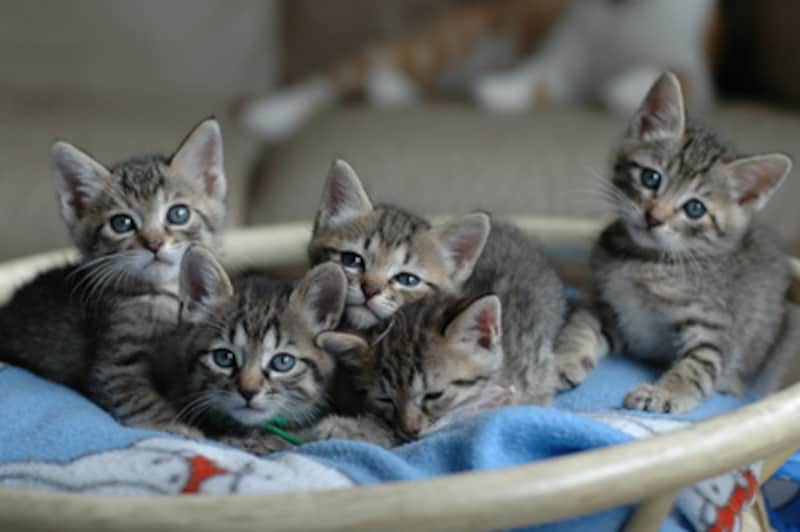 和猫mixのキジトラ兄弟です