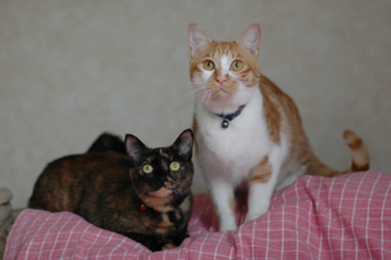 みんな、自分で選んだ家で幸せに♪