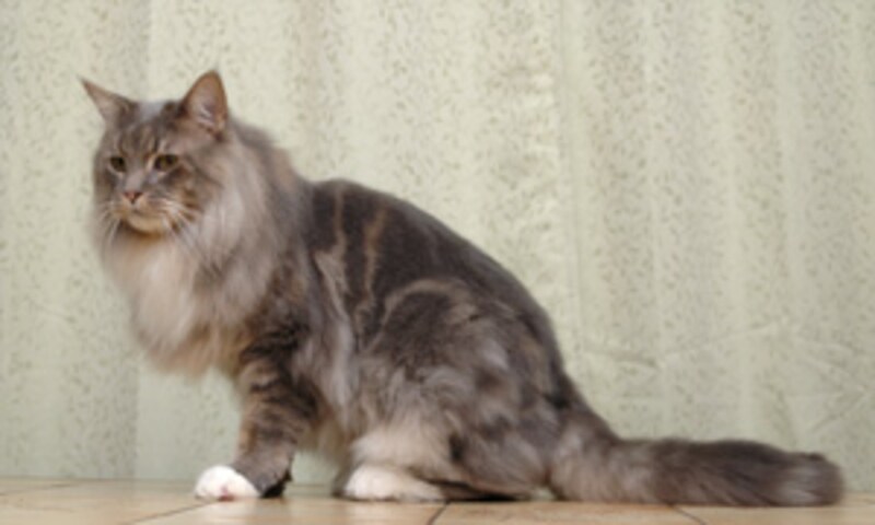 家猫の中では最大サイズ