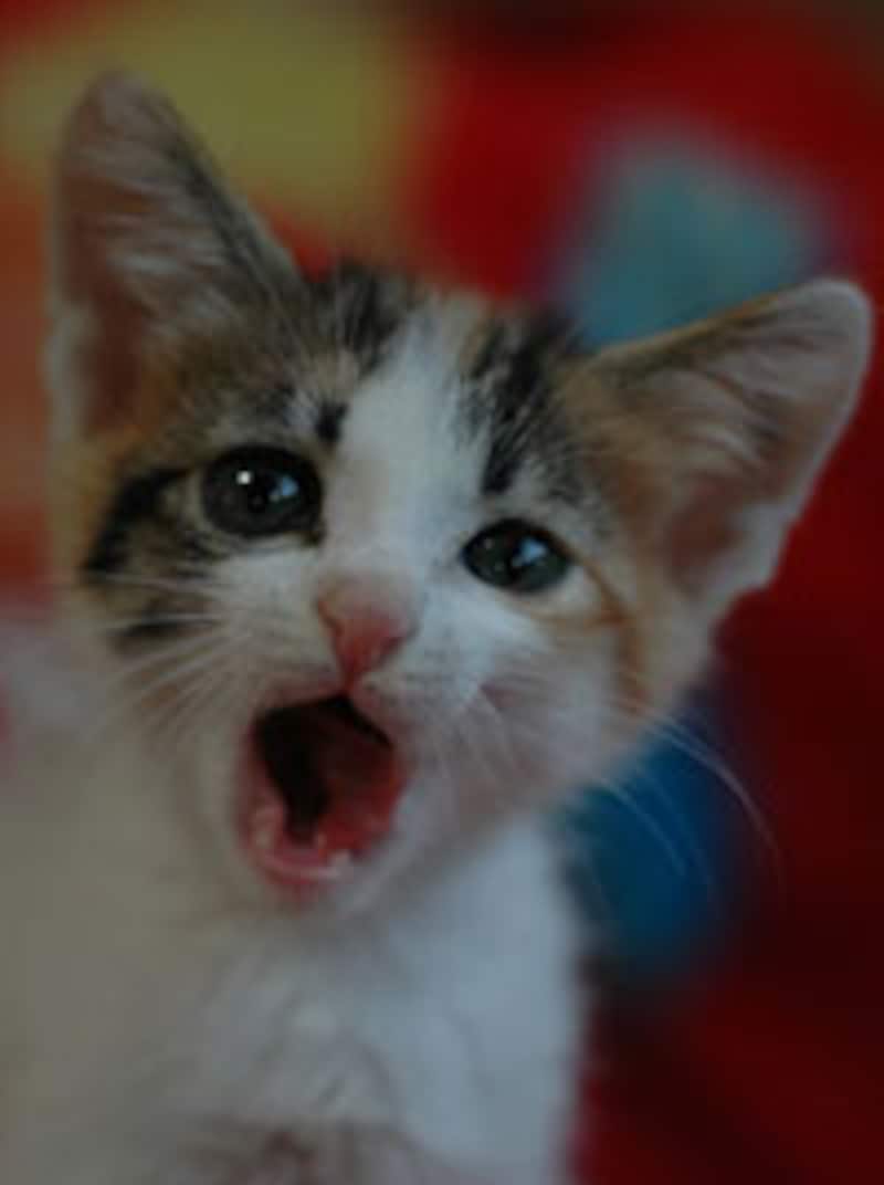 生き生きしている瞳