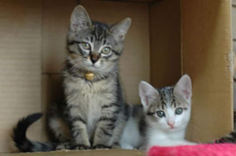 好奇心旺盛も健康な証拠