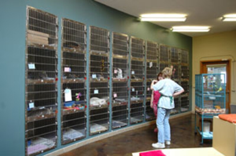 猫はそれぞれケージに分けて入れられています