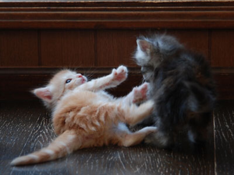 「だって、ボクと遊んでくれないじゃん！」