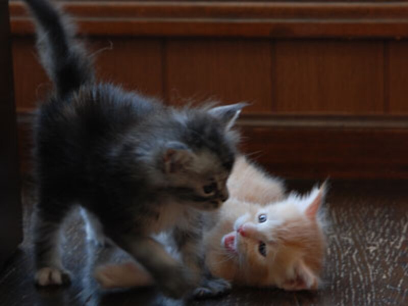 「ねぇねえ～遊ぼうよぉ！」「まったく、いつまでたってもおこちゃまなんだから！