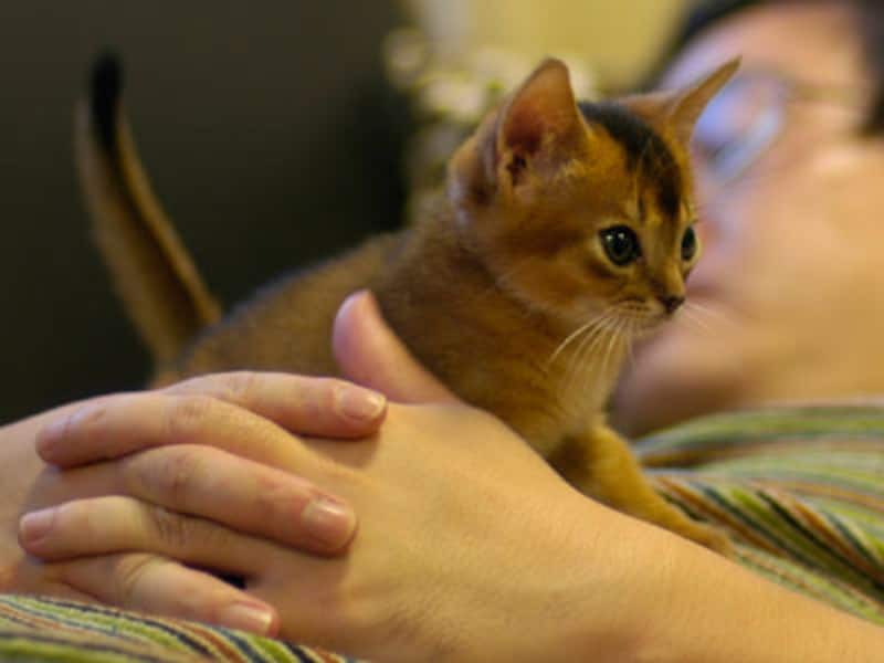 一緒に寝る 腕枕 猫 猫は腕枕が大好き！猫が腕枕を好きな理由を４つ紹介します！