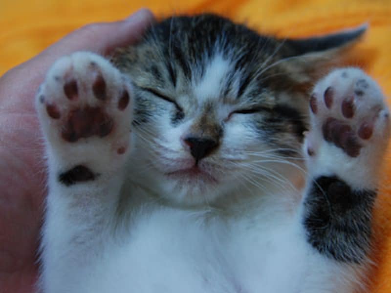 抱かれると身体の力を抜いてゴロゴロ咽を鳴らしてくれるようになりました。