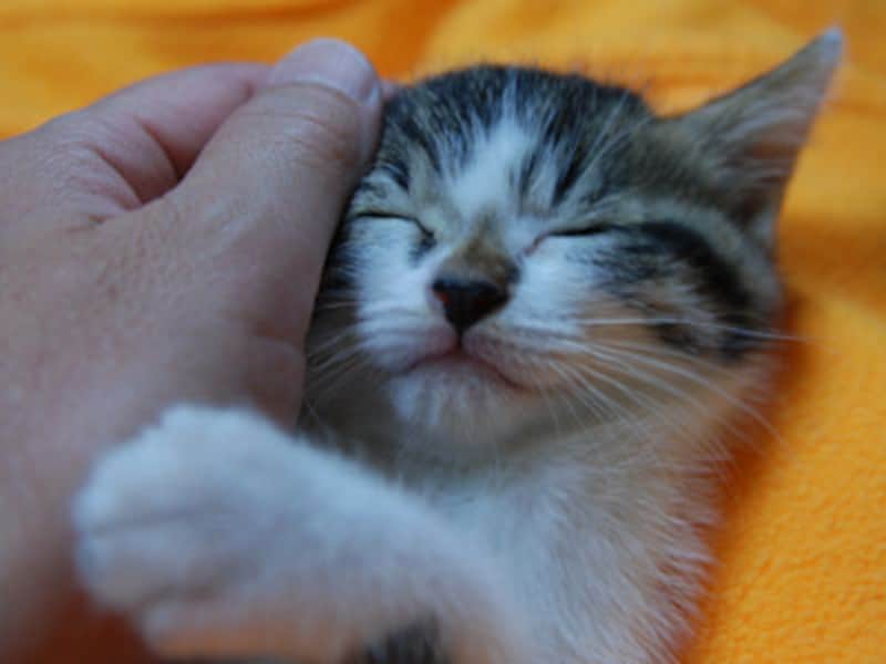 時間がある限り抱っこしてどんどん触って声をかける…