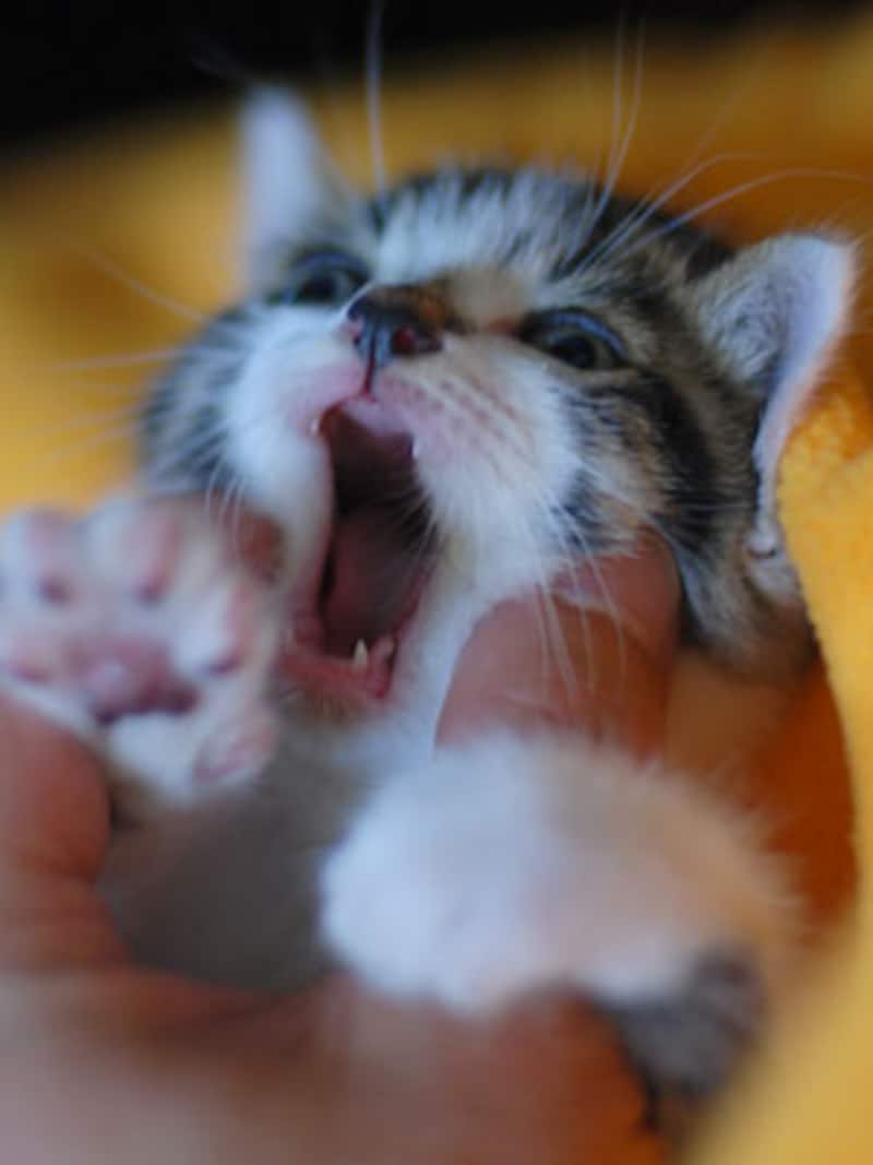 「痛い！」を繰り返します。