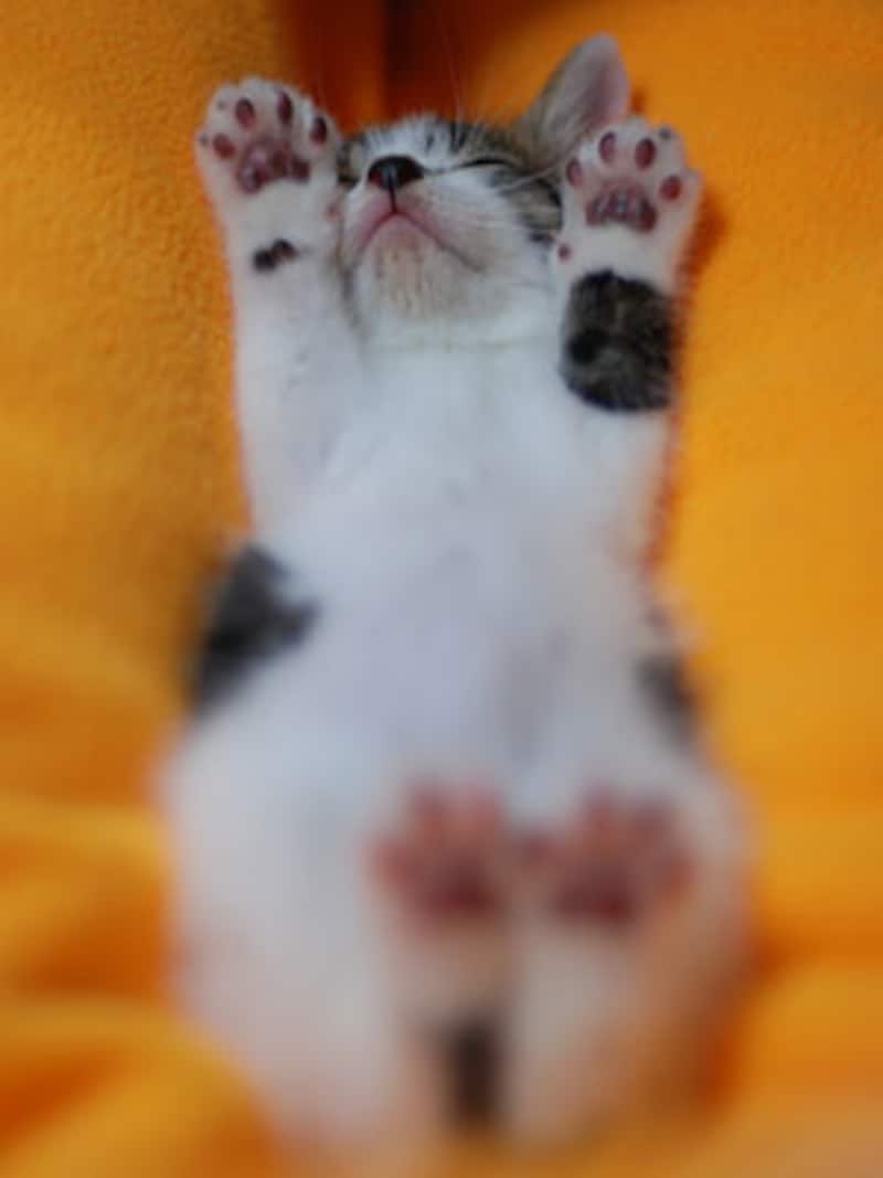 子猫時代に猫の幼稚園で教えて、立派な家庭猫に育ててください。