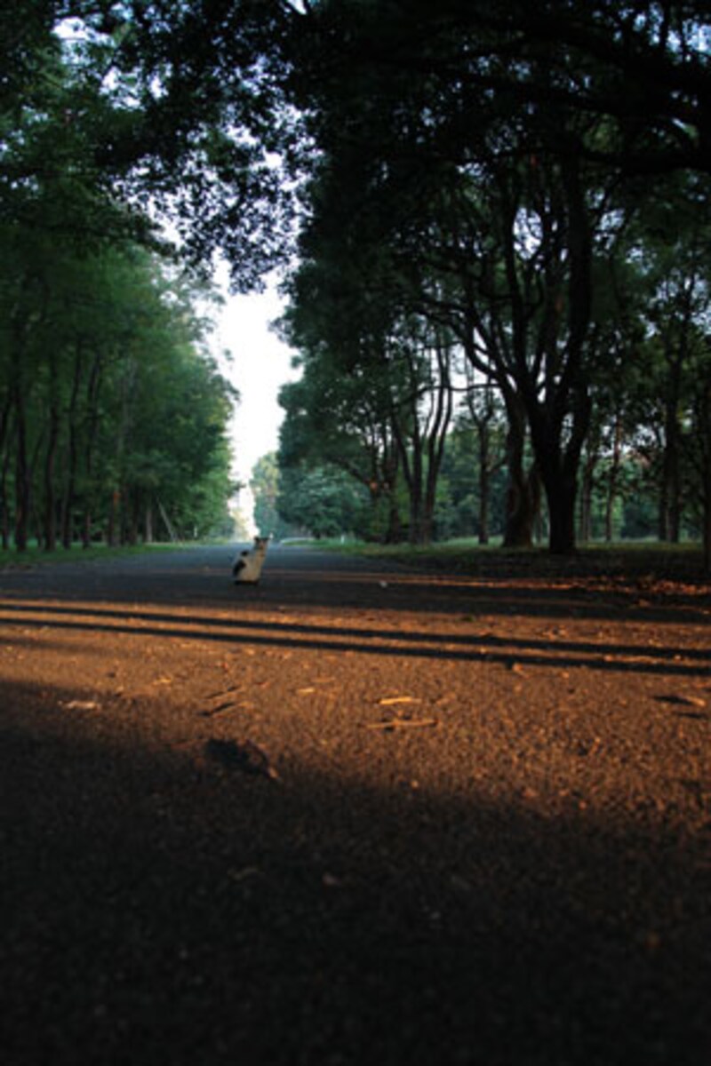 影部分の陰影も美しいです