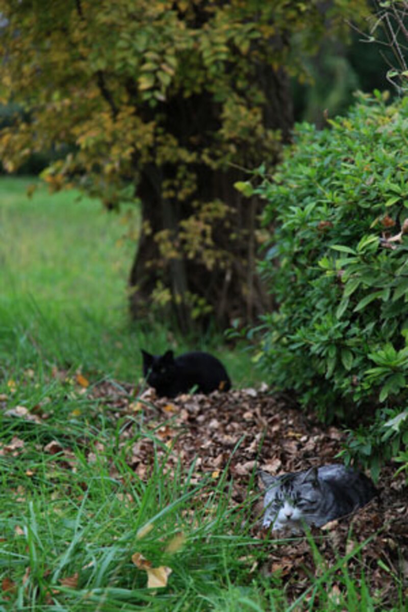落ち葉のベッド