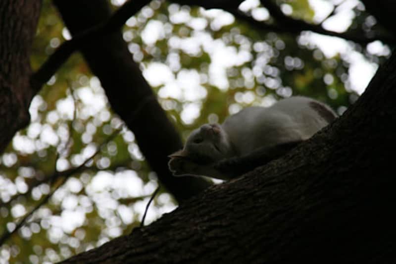 フルサイズカメラで望遠を使うと、ボケ具合が美しい～！