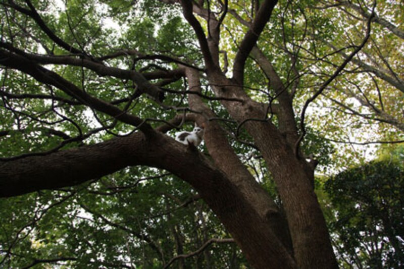 左:天然キャッツリーです