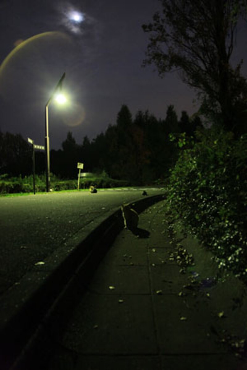 ISO3200でもノイズが少なく、夜でも撮影が楽しめます。