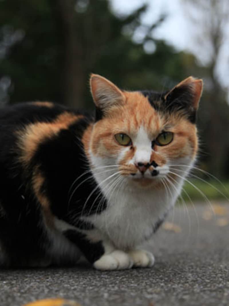 この瞳で睨まれたら…タジタジです