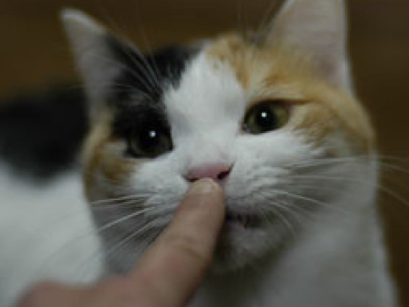 指のニオイをなぜか嗅ぎたくなるねこさん