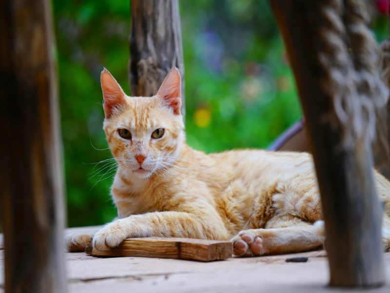 猫との距離をとる