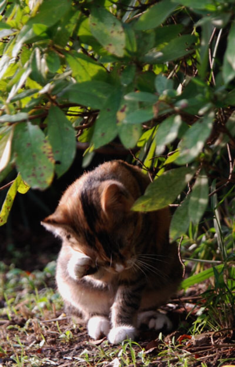 かわいい猫のしぐさランキング！１１位：前足で耳の後ろをかく
