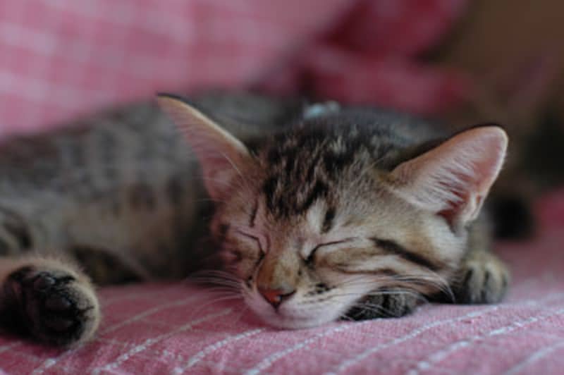 かわいい猫のしぐさランキング！１２位：前足に頭を乗せて寝る