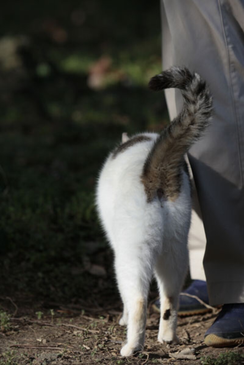 かわいい猫のしぐさランキング！１７位：しっぽをふる