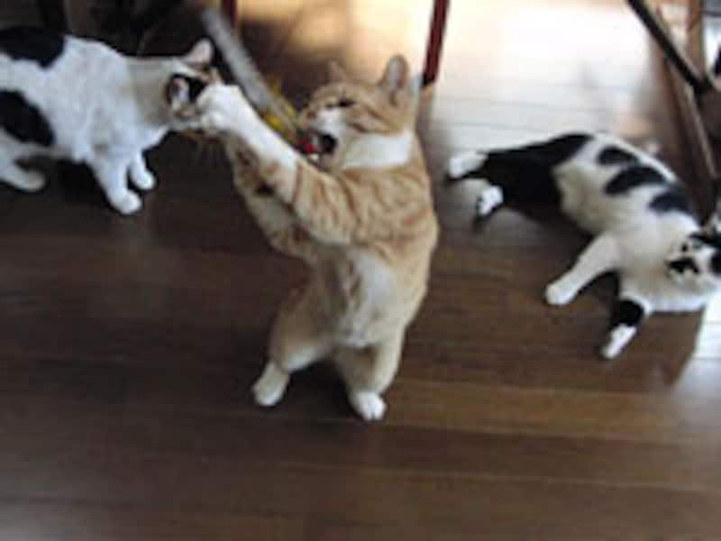 上手におもちゃをゲット！