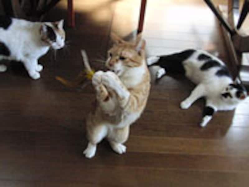 ちゃんと取れたか確認