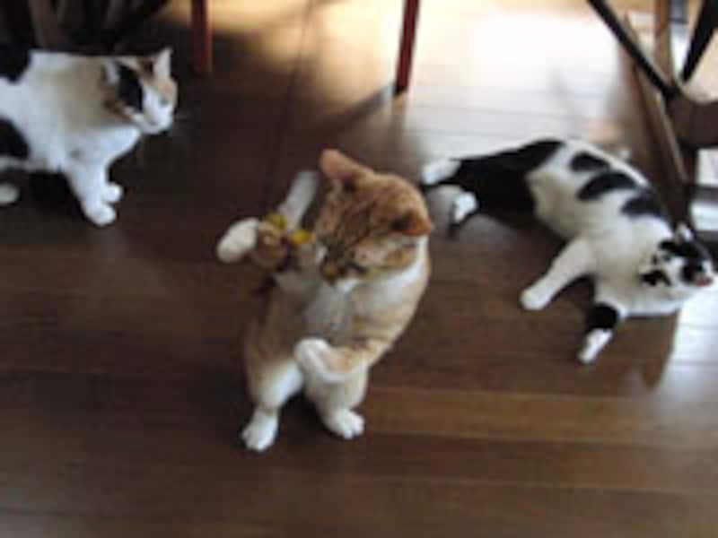 あれ？逃げた！