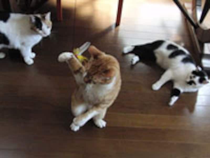 逃がしちゃう猫さん